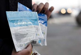 Portal 180 - Regulación quitó del mercado ilegal el doble de marihuana que incautación