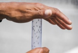 Portal 180 - Brasil lanza millones de mosquitos con bacteria contra dengue y zika