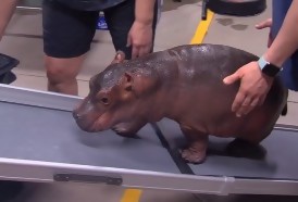 Portal 180 - Los zoológicos del mundo transforman sus animales en estrellas de internet