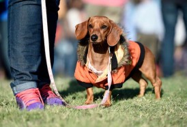 Portal 180 - A partir de octubre, perros con dueño deberán tener chip