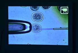 Portal 180 - Sociedad Uruguaya de Genética reivindicó a comunidad nacional de genetistas