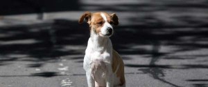 Portal 180 - “No puede ser que tengamos 12 millones de bovinos y no sabemos cuántos perros tenemos”