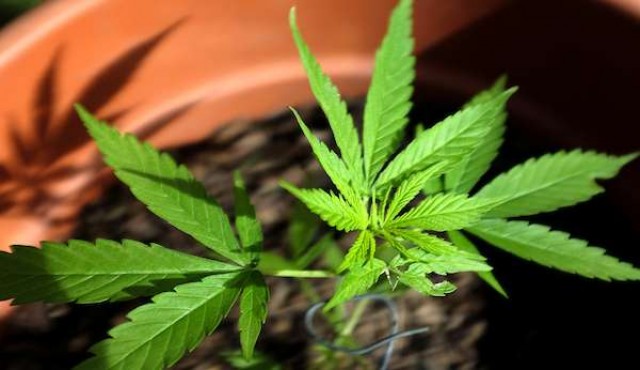 El debate sobre el uso medicinal de la marihuana — En frases El debate sobre el uso medicinal de la marihuana — En frases