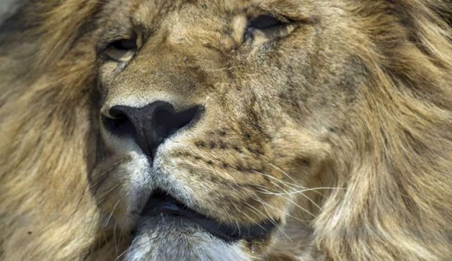 Leones mataron a un cazador infiltrado en Sudáfrica Leones mataron a un cazador infiltrado en Sudáfrica