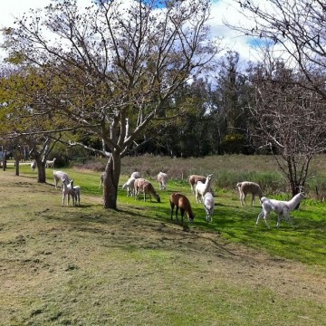 Animales fantásticos y dónde encontrarlos