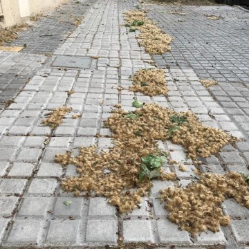 Nombres que determinan