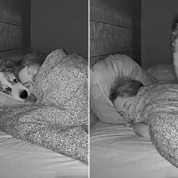 ¿Qué se hace con los perros que suben a la cama durante el sexo?