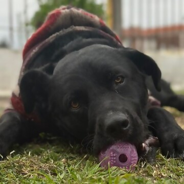 ¿Cuál es el mejor nombre para un perro?