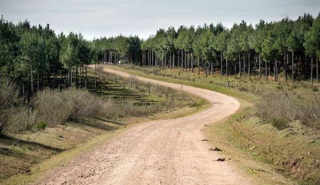 180 uy El área forestada de Uruguay fue de las que más aumentó