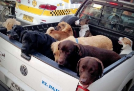 Portal 180 - Solo el 1% de los perros tiene chip