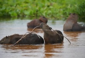 Portal 180 - El Pantanal, un tesoro amenazado en el corazón de Sudamérica