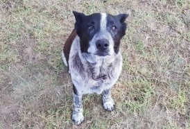 Portal 180 - Un perro australiano recibió honores policiales por cuidar a una niña perdida