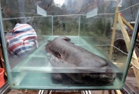 Portal 180 - La salamandra gigante de China al borde de la extinción, según estudio