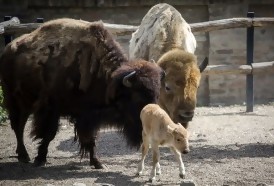 Portal 180 - Nacimiento excepcional de una cría de bisonte americano blanco en zoo de Belgrado