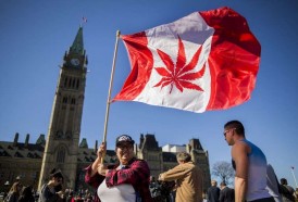 Portal 180 - Parlamento canadiense aprueba proyecto de legalización de la marihuana