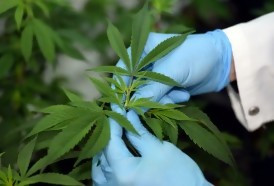 Portal 180 - OMS pretende quitar a la marihuana de la lista de drogas más peligrosas