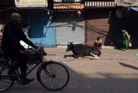 Portal 180 - Asesinan a un musulmán en el oeste de India por pasturar vacas