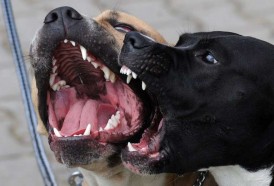 Portal 180 - Tenencia de animales: hacer las cosas bien para evitar “soluciones crueles”