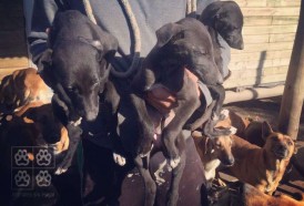 Portal 180 - Animales Sin Hogar realizará una jornada de adopción este sábado