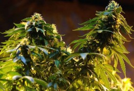 Portal 180 - Cannabis recreativo: de “muy regulado” a flexibilizar el registro