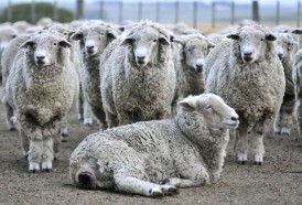 Portal 180 - Nuevos mercados se interesan por carne ovina con hueso producida en “compartimentos de bioseguridad”