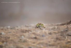 Portal 180 - Las fotos más cómicas de la vida silvestre en 2018