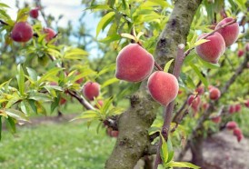 Portal 180 - La desaparición del gusano de la fruta