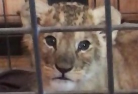 Portal 180 - Francia registra varios casos de leones cachorros en manos de particulares