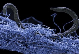 Portal 180 - Las entrañas de la Tierra están repletas de vida “intraterrestre”