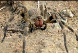 Portal 180 - Araña bananera: “la mayor parte de las mordeduras son leves”