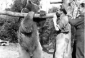 Portal 180 - Un “oso soldado” de la Segunda Guerra Mundial, héroe de un film de animación