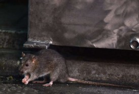 Portal 180 - Argentina suma 14 muertes por hantavirus con un caso en Buenos Aires