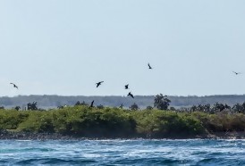 Portal 180 - Casi 1.600 especies han sido introducidas en el frágil ecosistema de Galápagos