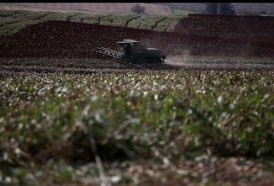 Portal 180 - Avispas como alternativa al insecticida en la soja no transgénica