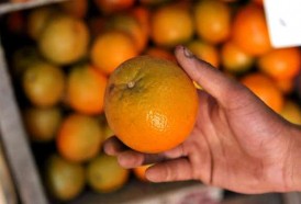 Portal 180 - Precios de frutas y verduras por debajo del promedio histórico