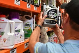 Portal 180 - Roundup, de Monsanto, nuevamente considerado cancerígeno por un jurado de EEUU