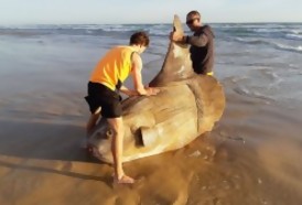Portal 180 - Hallaron un pez luna gigante encallado en una playa de Australia