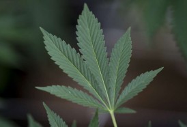 Portal 180 - Primera exportación de marihuana medicinal uruguaya lista para despegar