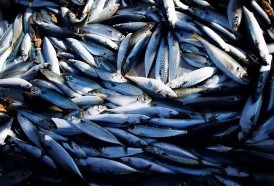 Portal 180 - Investigadores siguen pendientes de una respuesta sobre el decreto de ley de pesca