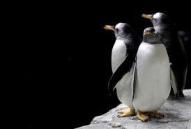 Portal 180 - La vida prospera en la Antártida gracias al excremento de pingüinos y focas