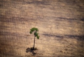 Portal 180 - Brasil concentró en 2019 la mayor pérdida de bosques inexplotados