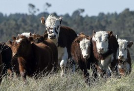 Portal 180 - Pese a dudas iniciales, exportaciones de carne a China se mantienen