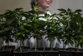 Portal 180 - Gobierno busca “acelerar” exportación de cannabis medicinal