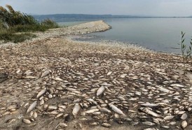 Portal 180 - El cambio climático modifica el consumo de pescado en Europa