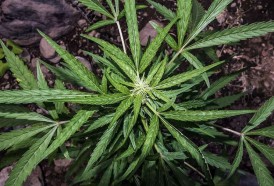 Portal 180 - Cannabis, un presunto aliado que inquieta a la ciencia