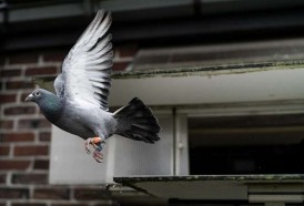 Portal 180 - Los mechones de pelo, culpables de las palomas lisiadas