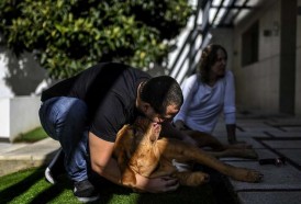 Portal 180 - Ronda, un impresionate Dogo de Burdeos, salvado por una prótesis en fibra de carbono