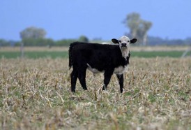 Portal 180 - La vaca, 'enemiga' del clima pero indispensable para la biodiversidad