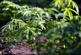 Portal 180 - Marihuana legal: ampliar los dispensarios, descentralizar la producción y habilitar venta a turistas