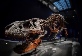Portal 180 - Los T-Rex enanos probablemente no existieron